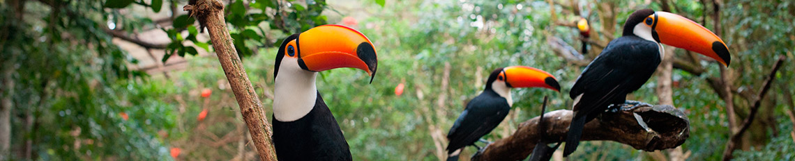 Passeios e atrativos turísticos em Foz do Iguaçu - Foto do Parque das Aves